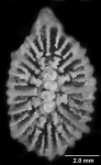 Premocyathus dentiformis, calicular view