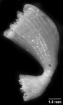 Premocyathus dentiformis, specimen showing regeneration from basal region