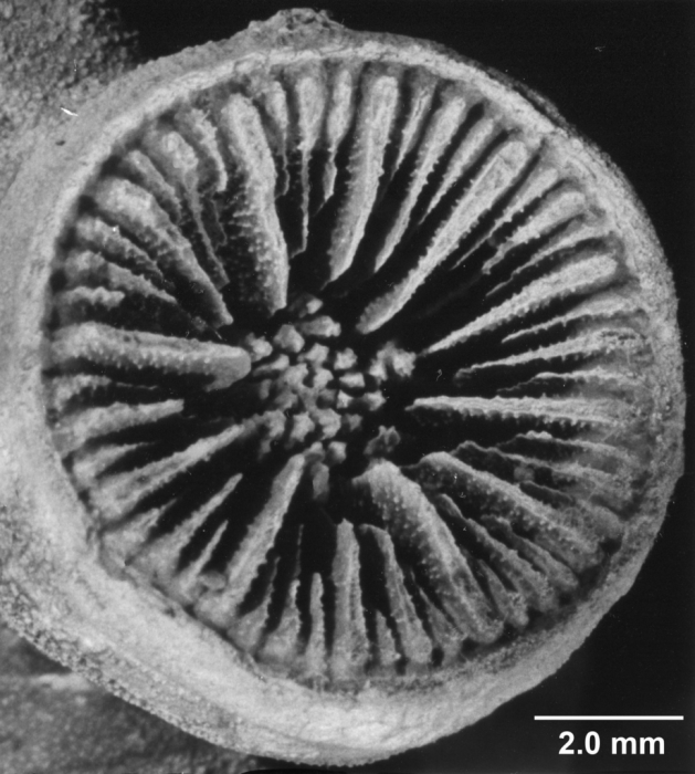 Lochmaeotrochus oculeus, calice Lochmaeotrochus oculeus, calice