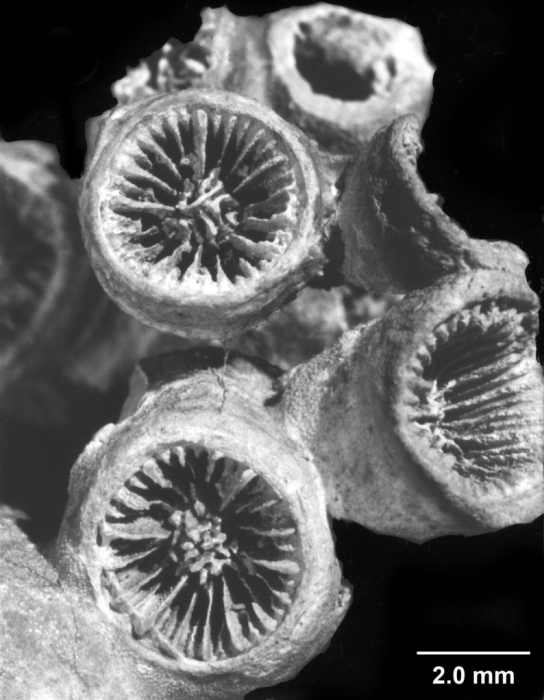 Lochmaeotrochus oculeus, corallites from same colony Lochmaeotrochus oculeus, corallites from same colony