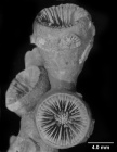 Lochmaeotrochus oculeus, corallites from same colony