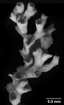 Sympodangia albatrossi,corallites from colony