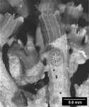 Confluphyllia juncta, corallites united by coenosteal bridges.