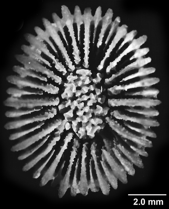 Crispatotrochus inornatus Tenison-Woods, 1878, calicular view Crispatotrochus inornatus Tenison-Woods, 1878, calicular view