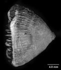 Paraconotrochus zeidleri Cairns & Parker, 1992, lateral view, specimen lacking pali
