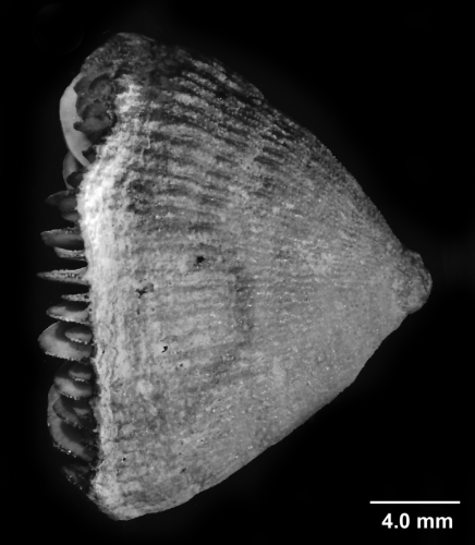 Paraconotrochus zeidleri Cairns & Parker, 1992, lateral view, specimen lacking pali