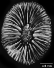 Paraconotrochus zeidleri Cairns & Parker, 1992, calicular view, specimen lacking pali