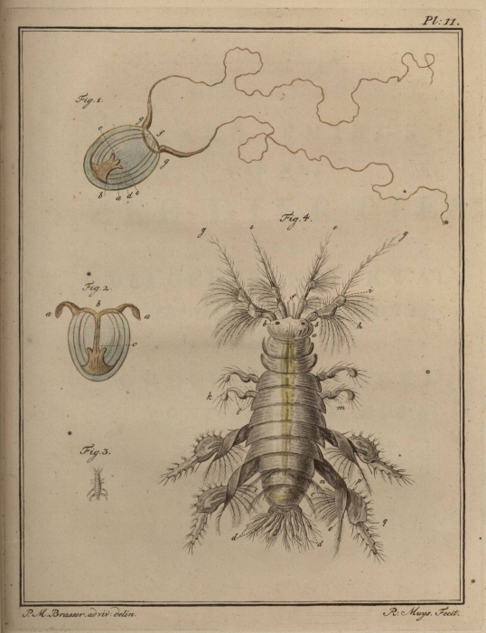 Slabber (1778, pl. 11) Slabber (1778, pl. 11)