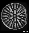 Stenocyathus vermiformis (Pourtalès, 1868), calicular view