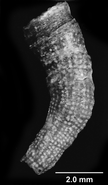 Stenocyathus vermiformis (Pourtalès, 1868), lateral view showing characteristic rows of thecal spots Stenocyathus vermiformis (Pourtalès, 1868), lateral view showing characteristic rows of thecal spots