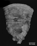 Rhizotrochus tuberculatus (Tenison-Woods, 1879), lateral view of large specimen