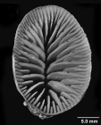 Rhizotrochus tuberculatus (Tenison-Woods, 1879), lateral view of large specimen