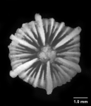 Confluphyllia juncta, calice showing columella.