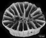 Placotrochides scaphula, calicular view