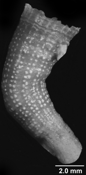 Stenocyathus vermiformis (Pourtal�s, 1868), lateral view