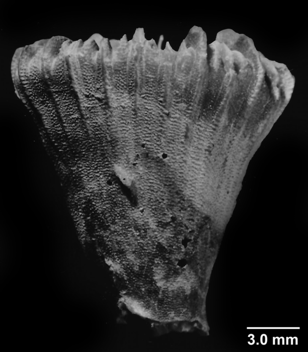 Crispatotrochus inornatus Tenison-Woods, 1878, lateral view Crispatotrochus inornatus Tenison-Woods, 1878, lateral view