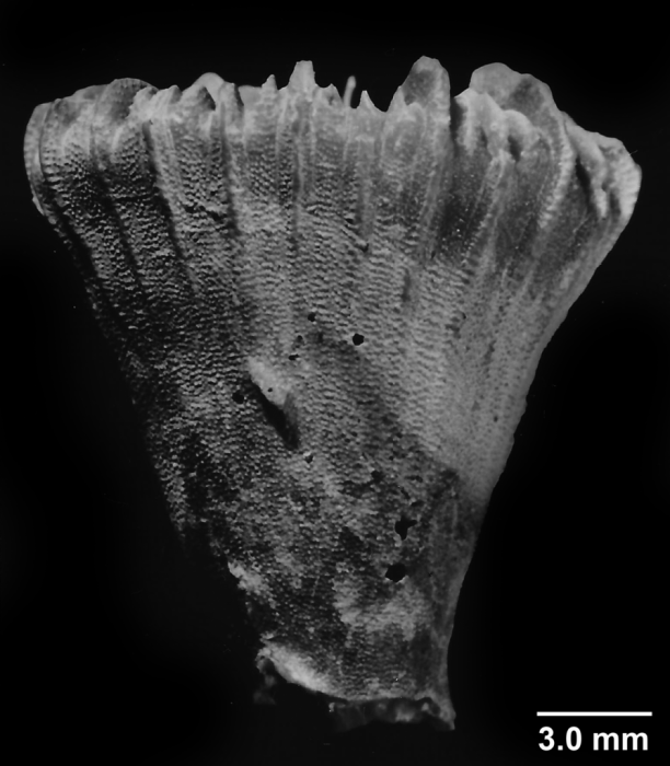 Crispatotrochus inornatus Tenison-Woods, 1878, lateral view