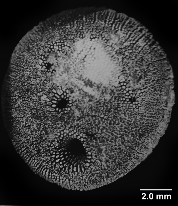 Heterocyathus hemisphaericus, basal view Heterocyathus hemisphaericus, basal view