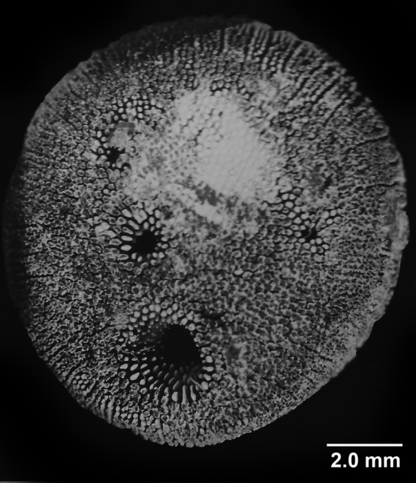 Heterocyathus hemisphaericus, basal view