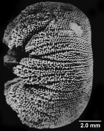 Heterocyathus hemisphaericus, basal view