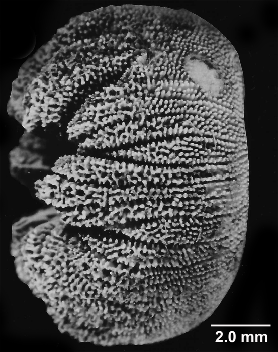 Heterocyathus hemisphaericus, basal view
