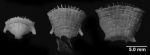 Placotrochus laevis, series showing an anthocaulus with incipient fracture line, an anthocyathus still attached to anthocaulus, and a detached anthocyathus
