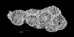 Sclerangia floridana Baron-Szabo & Cairns, 2015, holotype