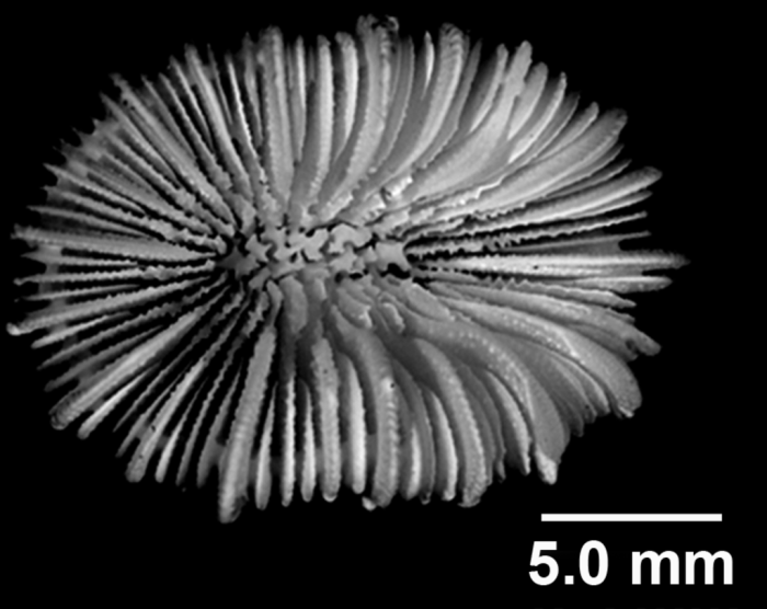 Bathycyathus chilensis Milne Edwards & Haime, 1848, calicular view Bathycyathus chilensis Milne Edwards & Haime, 1848, calicular view