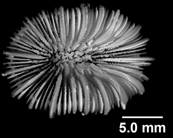 Bathycyathus chilensis Milne Edwards & Haime, 1848, calicular view