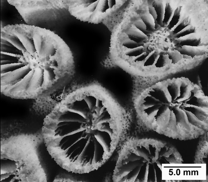 Tubastraea coccinea Lesson, 1829, calicular view Tubastraea coccinea Lesson, 1829, calicular view