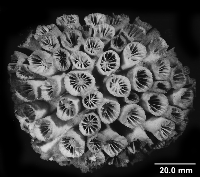Tubastraea coccinea Lesson, 1829,whole corallum Tubastraea coccinea Lesson, 1829,whole corallum
