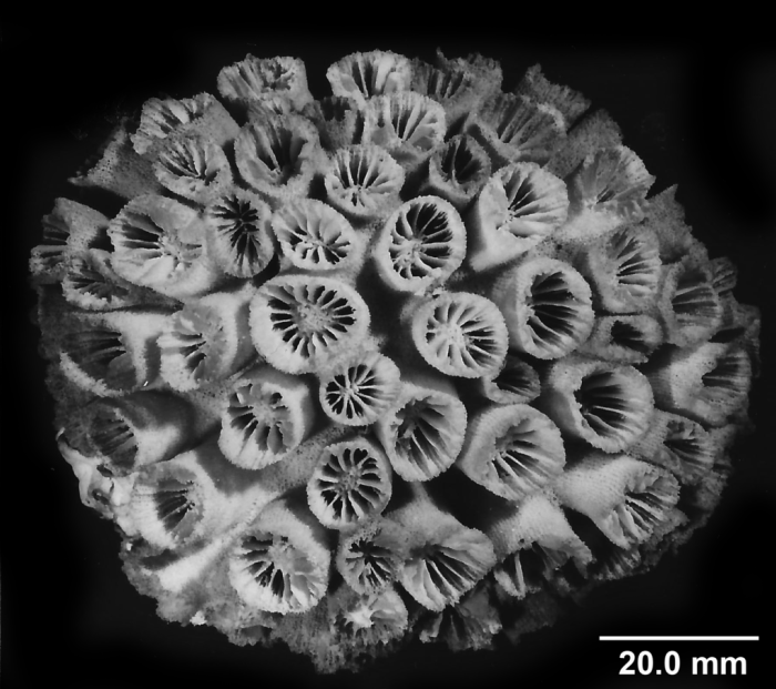 Tubastraea coccinea Lesson, 1829,whole corallum