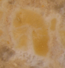 Syntype of Latusastrea alveolaris, the type species of the genus