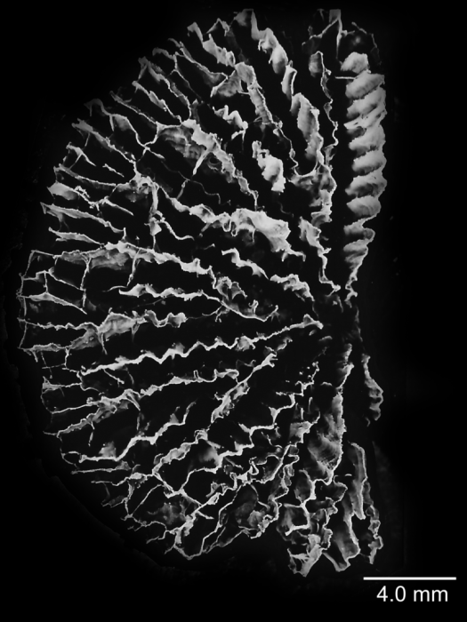 Fungiacyathus fragilis G.O. Sars, 1872, calicular view