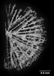 Fungiacyathus fragilis G.O. Sars, 1872, calicular view