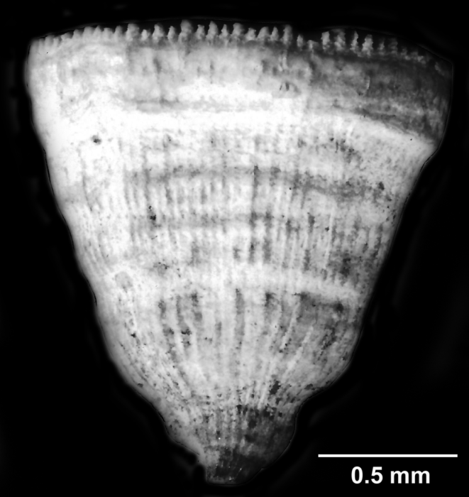 Antillocyathus maoensis (Vaughan, 1925), lateral view Antillocyathus maoensis (Vaughan, 1925), lateral view