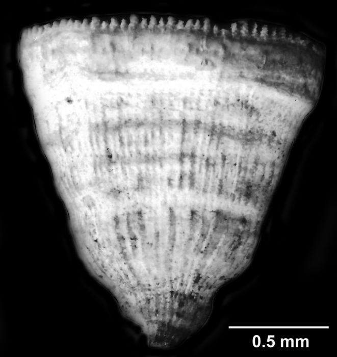 Antillocyathus maoensis (Vaughan, 1925), lateral view