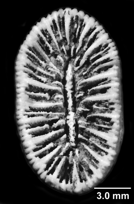 Antillocyathus maoensis (Vaughan, 1925), calicular view Antillocyathus maoensis (Vaughan, 1925), calicular view