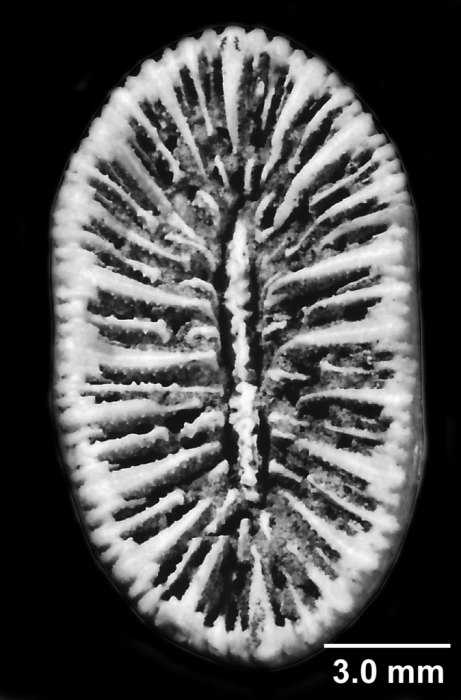 Antillocyathus maoensis (Vaughan, 1925), calicular view