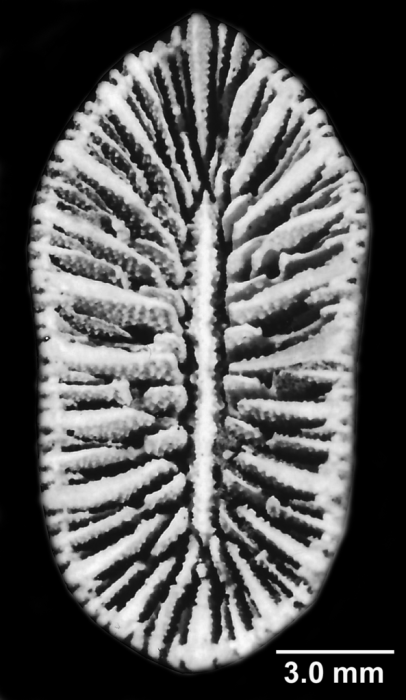 Antillocyathus maoensis (Vaughan, 1925), calice, showing well-preserved pali and columella Antillocyathus maoensis (Vaughan, 1925), calice, showing well-preserved pali and columella