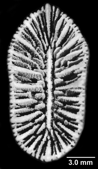 Antillocyathus maoensis (Vaughan, 1925), calice, showing well-preserved pali and columella