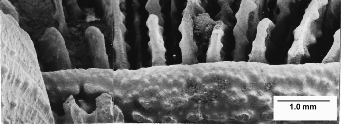 Antillocyathus maoensis (Vaughan, 1925), SEM of columella and pali Antillocyathus maoensis (Vaughan, 1925), SEM of columella and pali