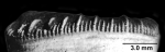 Antillocyathus maoensis (Vaughan, 1925), lateral view of upper calice showing degree of septal exsertness of primary septa