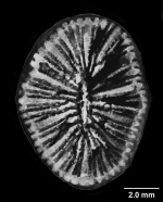 Antillocyathus maoensis (Vaughan, 1925), calicular view of aberrant paratype with 58 septa