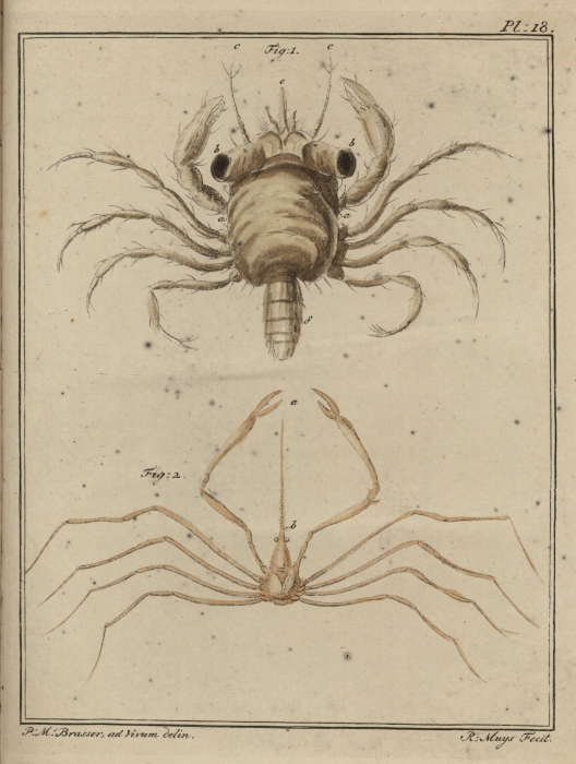 Slabber (1778, pl. 18)