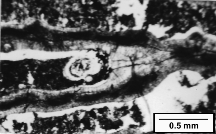 Antillocyathus maoensis (Vaughan, 1925), transverse thin section through calice showing two septa joined to palus at right Antillocyathus maoensis (Vaughan, 1925), transverse thin section through calice showing two septa joined to palus at right