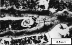 Antillocyathus maoensis (Vaughan, 1925), transverse thin section through calice showing two septa joined to palus at right