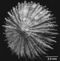 Anthozoa