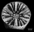 Pourtalocyathus hispidus (Pourtalès, 1878) Calicular view of well-preserved specimen