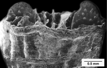 Pourtalocyathus hispidus (Pourtalès, 1878), lateral view of upper theca showing smooth concentric banding of epitheca